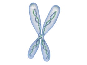 Chromosom, Gen, DNA