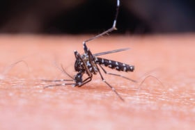 Malaria Uebertraeger Muecke