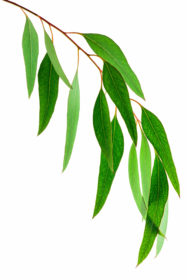 Eukalyptus Blätter