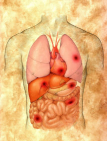 Grafische Darstellung von Organen