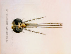 Kopf einer weiblichen Anopheles- Mücke