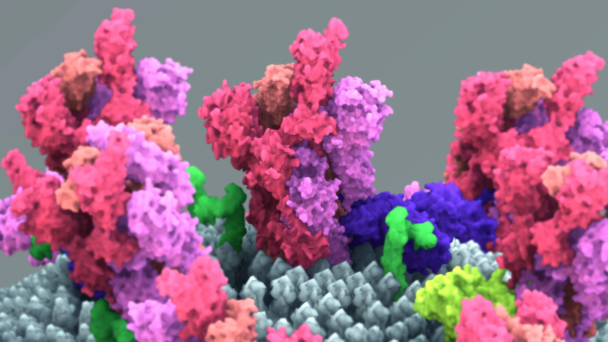 Das Spike-Protein von SARS-CoV-2 (pink und rot) ist für den Eintritt in die Wirtszelle zuständig. Covid-19
