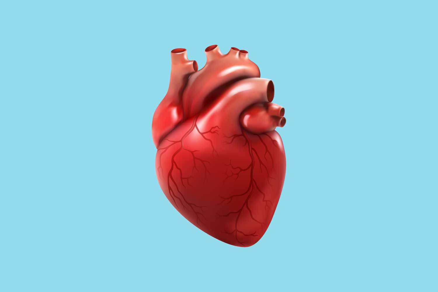 Herz, Kardiologie, 3D-Illustration